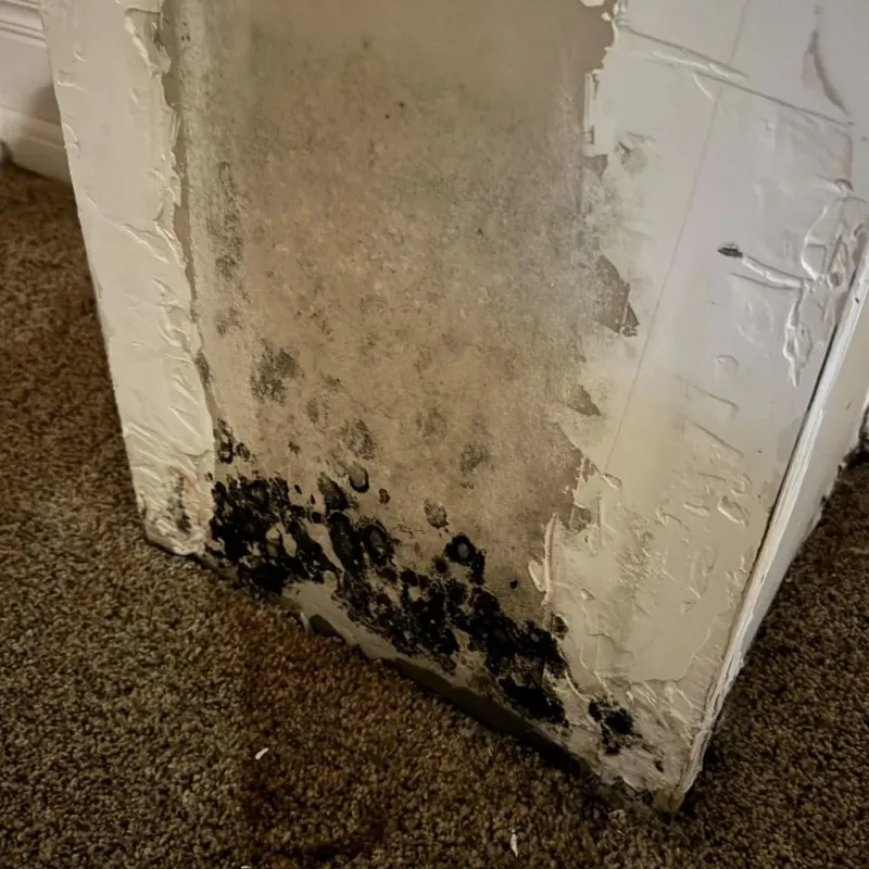 Professional Mold Removal in Paola, KS